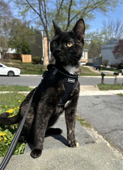 UMA, a cat for adoption from Montgomery County Animal Services and Adoption Center
