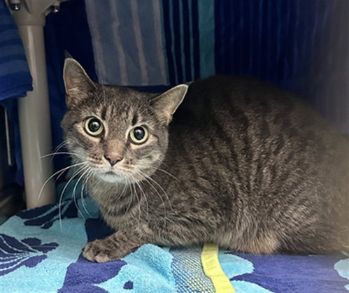 SUNSHINE, a cat for adoption from Montgomery County Animal Services and Adoption Center