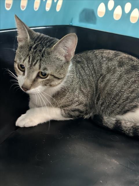 *OLIVANDER, a cat for adoption from Montgomery County Animal Services and Adoption Center