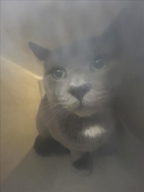 GEORGE, a cat for adoption from Montgomery County Animal Services and Adoption Center
