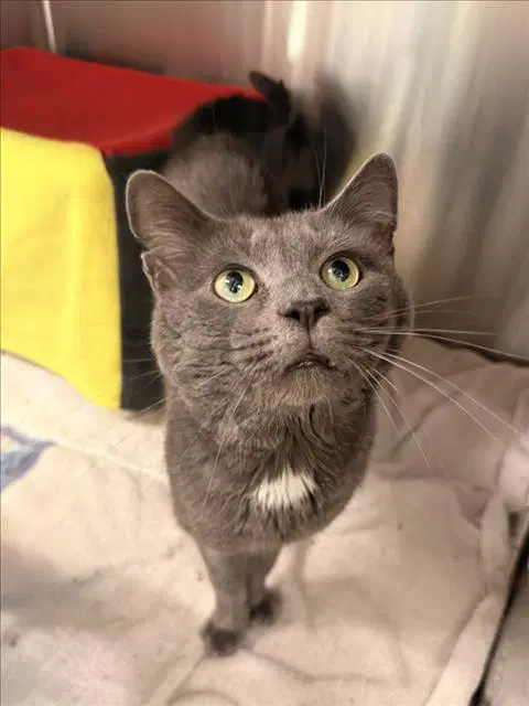 George - Domestic Short Hair