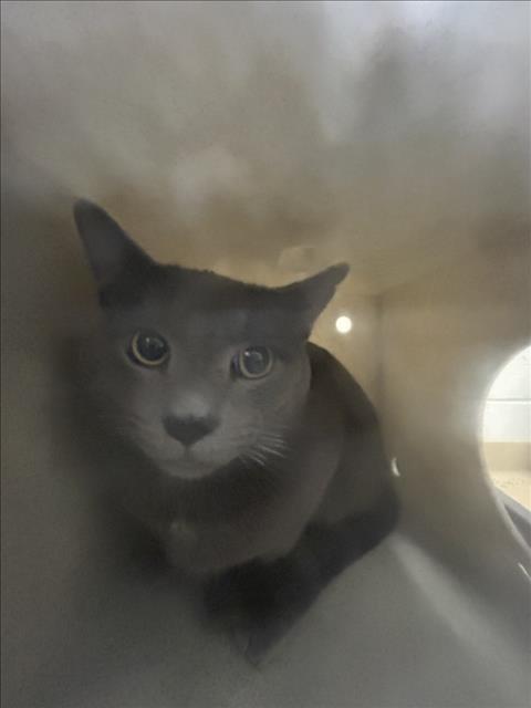 NORMAN, a cat for adoption from Montgomery County Animal Services and Adoption Center