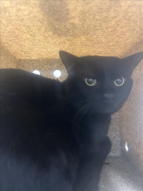 THEODORE, a cat for adoption from Montgomery County Animal Services and Adoption Center