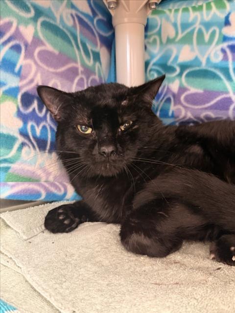 THEODORE, a Domestic Short Hair (medium coat) cat for adoption in Derwood, MD