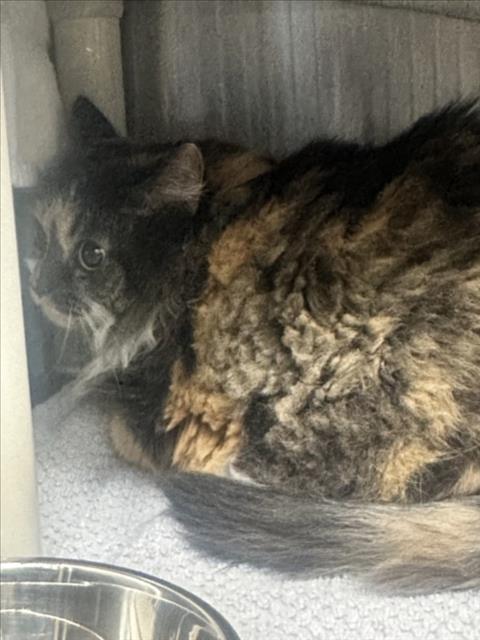 OLIVE, a cat for adoption from Montgomery County Animal Services and Adoption Center