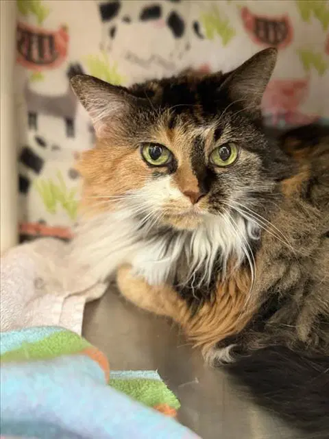 Olive - Domestic Long Hair