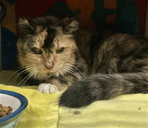 PEPPER, a cat for adoption from Montgomery County Animal Services and Adoption Center