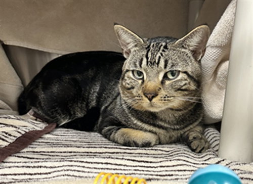 *HALO, a cat for adoption from Montgomery County Animal Services and Adoption Center
