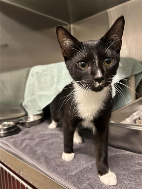 *WISP, a cat for adoption from Montgomery County Animal Services and Adoption Center