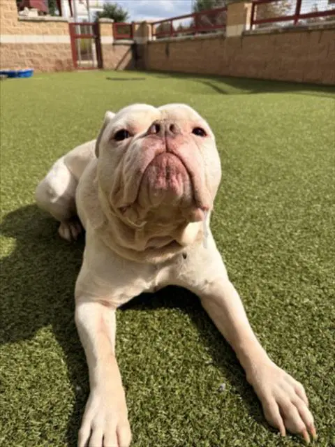 Ralph - American Bulldog