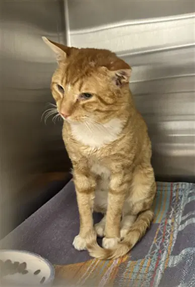 Mr Bumbles - Domestic Short Hair