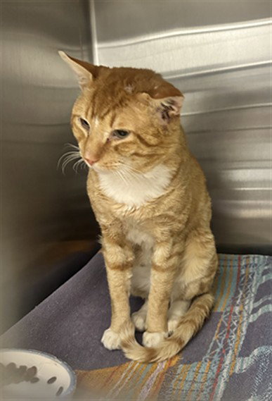 *MR. BUMBLES, a cat for adoption from Montgomery County Animal Services and Adoption Center