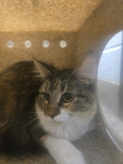 *TULIP, a cat for adoption from Montgomery County Animal Services and Adoption Center