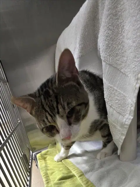 Maximus Decimus - Domestic Short Hair