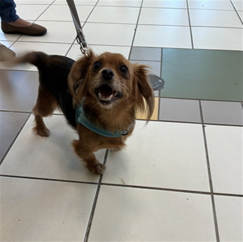 *PIPSQUEAK, a dog for adoption from Montgomery County Animal Services and Adoption Center