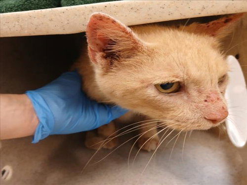 *SWEET POTATO, a cat for adoption from Montgomery County Animal Services and Adoption Center