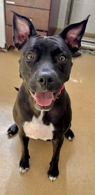Mnemonics - American Pit Bull Terrier