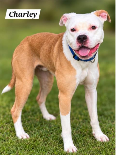 *CHARLEY, a dog for adoption from Montgomery County Animal Services and Adoption Center