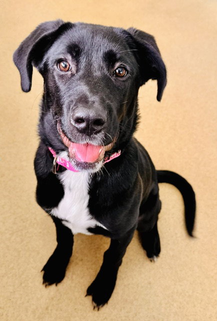 *CHIQUITA, a dog for adoption from Montgomery County Animal Services and Adoption Center
