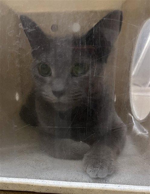 *GUIDING LIGHT, a cat for adoption from Montgomery County Animal Services and Adoption Center