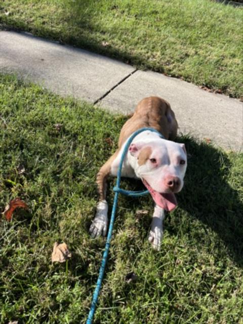 Bonita