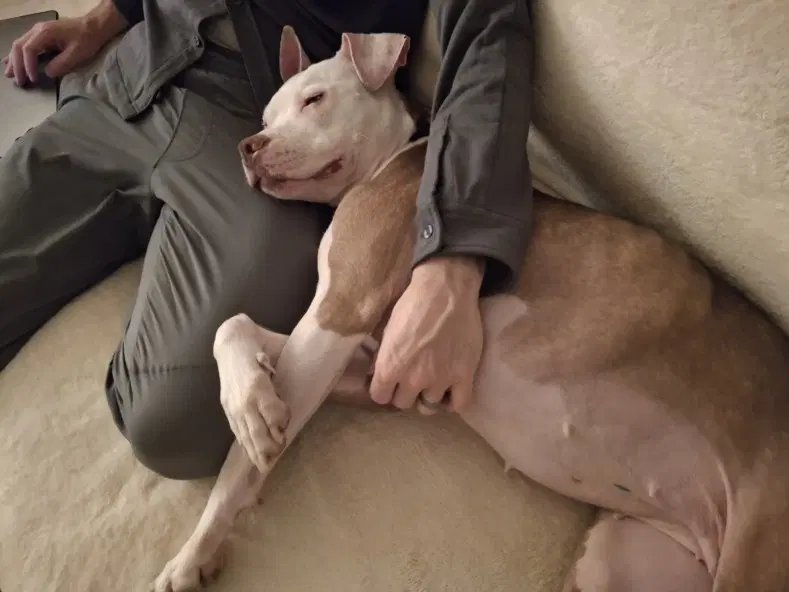 Bonita - American Pit Bull Terrier