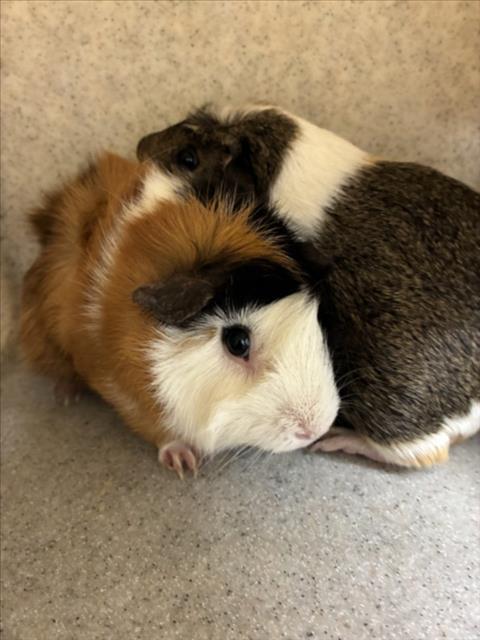 *FRUIT LOOP, a guinea pig for adoption from Montgomery County Animal Services and Adoption Center