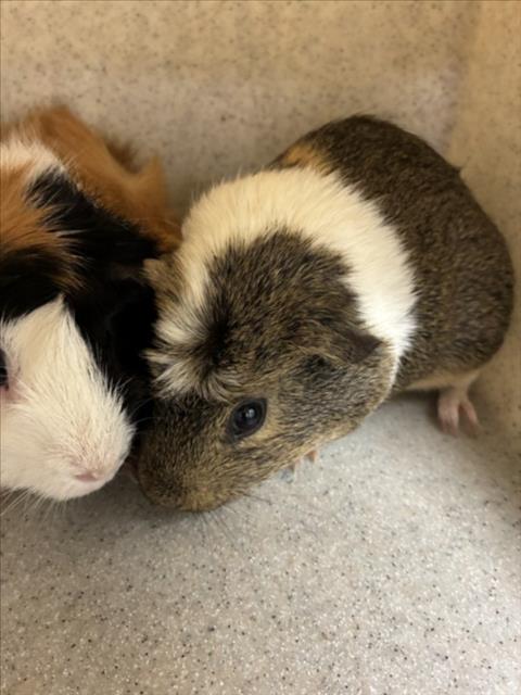 *APPLE JACK, a guinea pig for adoption from Montgomery County Animal Services and Adoption Center