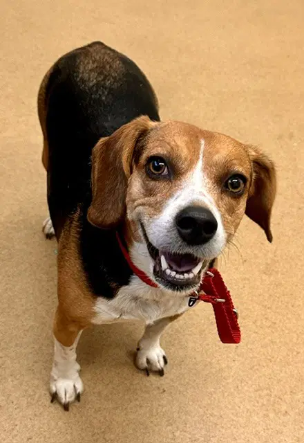 Bruna - Beagle