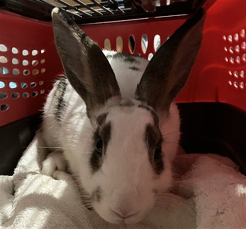 *LITTLETON, a rabbit for adoption from Montgomery County Animal Services and Adoption Center