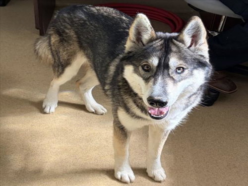 MOKA, a dog for adoption from Montgomery County Animal Services and Adoption Center
