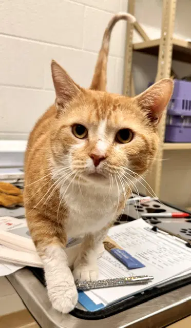 Roger - Domestic Short Hair