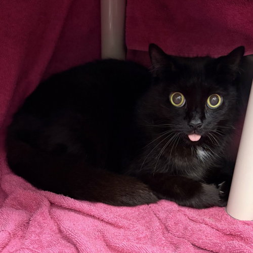 EMILY, a cat for adoption from Montgomery County Animal Services and Adoption Center