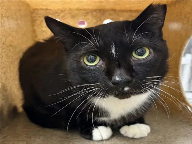 Marshal Dillon - Domestic Short Hair