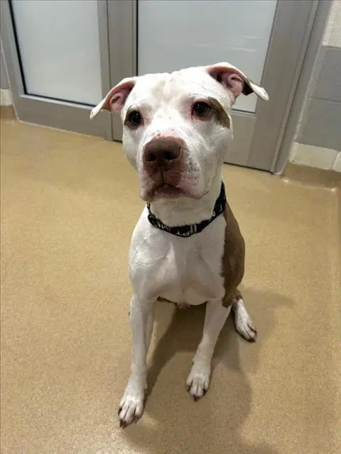 Thor - American Pit Bull Terrier