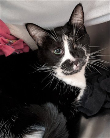 VIOLET, a Domestic Short Hair (medium coat) cat for adoption in Derwood, MD