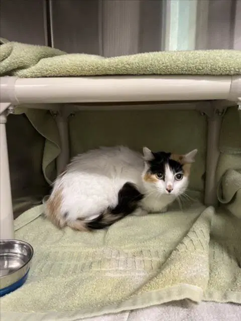 Amy - Domestic Short Hair