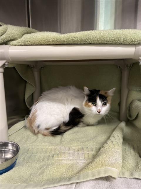AMY, a cat for adoption from Montgomery County Animal Services and Adoption Center