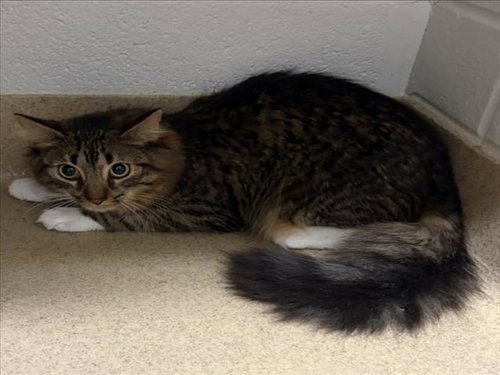 VIVIAN, a cat for adoption from Montgomery County Animal Services and Adoption Center