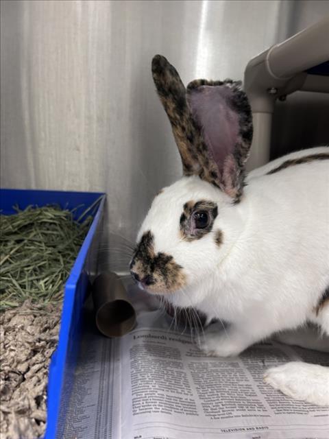 *SPICY CAJUN, a rabbit for adoption from Montgomery County Animal Services and Adoption Center