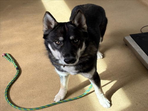 MILO, a dog for adoption from Montgomery County Animal Services and Adoption Center