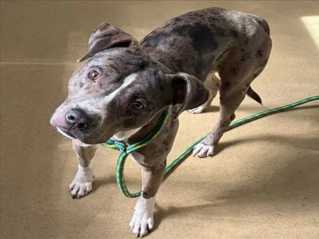 Dieter De'trick - American Pit Bull Terrier