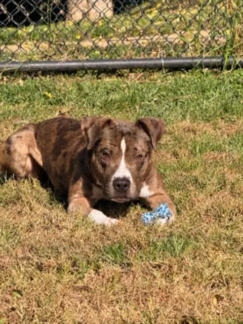 Dieter De'trick - American Pit Bull Terrier
