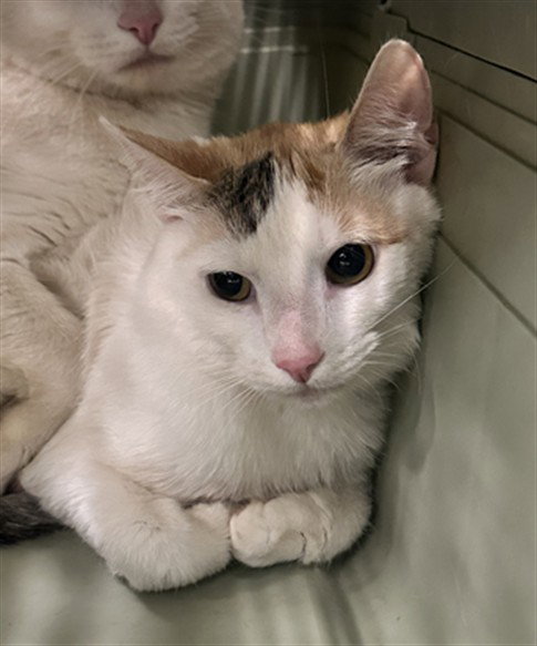 *ANNE BONNY, a cat for adoption from Montgomery County Animal Services and Adoption Center