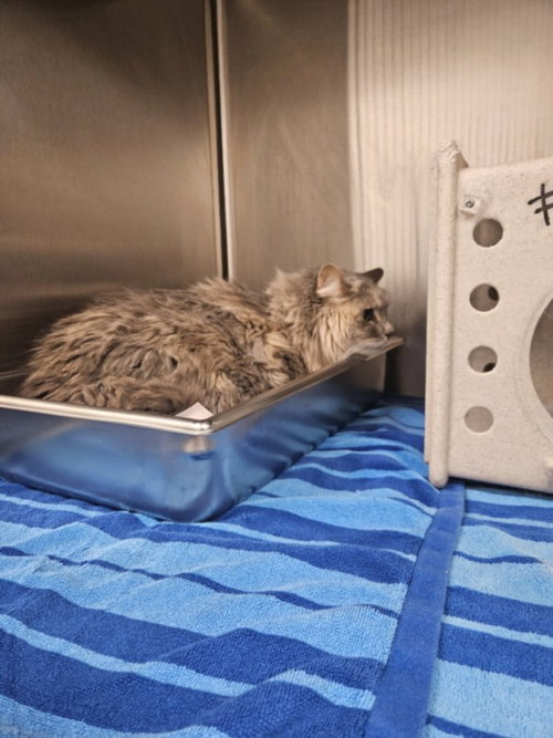 SOPHIE, a cat for adoption from Montgomery County Animal Services and Adoption Center
