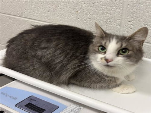 *HUGGIE, a cat for adoption from Montgomery County Animal Services and Adoption Center