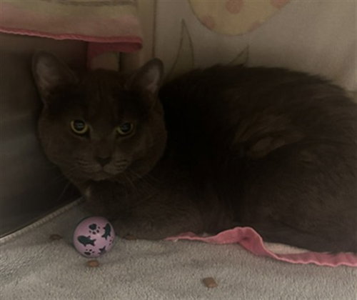 *ARPA, a cat for adoption from Montgomery County Animal Services and Adoption Center