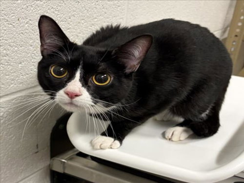 *VALOR, a cat for adoption from Montgomery County Animal Services and Adoption Center