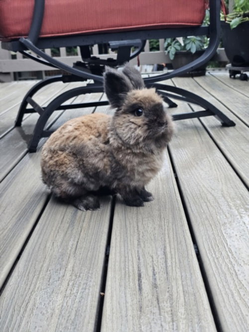 POSEY, a rabbit for adoption from Montgomery County Animal Services and Adoption Center