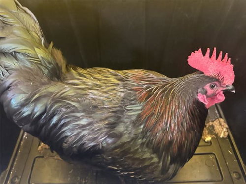NUGGET, a poultry for adoption from Montgomery County Animal Services and Adoption Center
